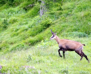 Chamois grazing meadows with tall grass