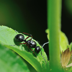 close up ant in nature