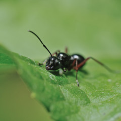 close up ant in nature