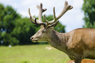 Red Deer