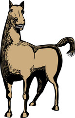 Single Brown Horse