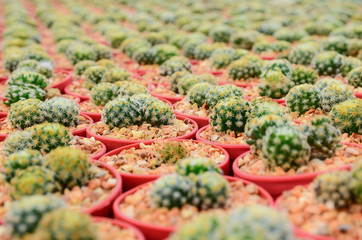 Cactus farm selective focus