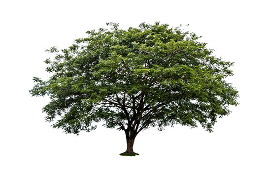 Fototapeta Big tree isolated on white background