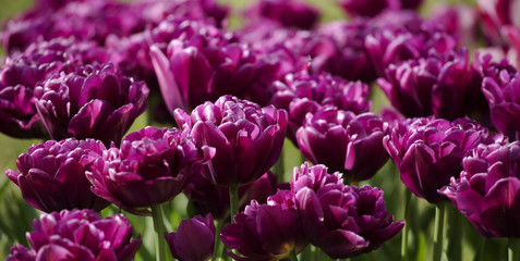 violet tulip background