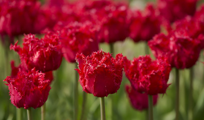 Fototapeta premium Dark red tulips blooming in abundance