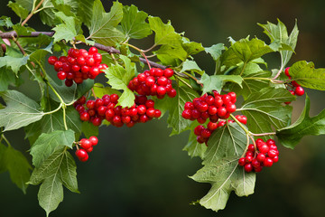 red viburnum berries