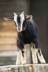 Young goat cub