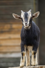 Young goat cub