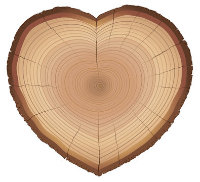 Heart shaped wood slice with annual rings, as a symbol for loving nature, trees, conservation or environment protection. Isolated vector illustration on white background.