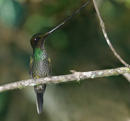 Sword-billed Hummingbird