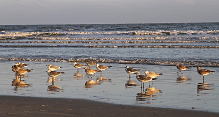 Obraz premium Seagulls on Ocean Beach