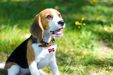 Beagle. Little puppy walks in the park.