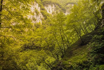  Mountain green forest