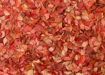 Autumn pattern with vivid red leaves of barberry