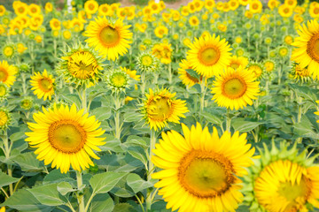 Sunflower fields are blooming in summer.
