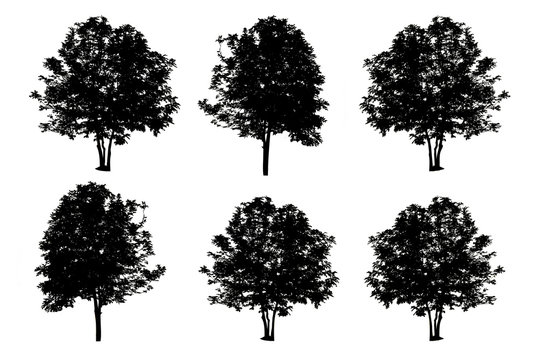 set of six trees silhouettes isolated on white background with c