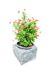 Crown of thorns, Christ Thorn (Euphorbia milli) red flower in st