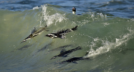 Swimming african penguins.