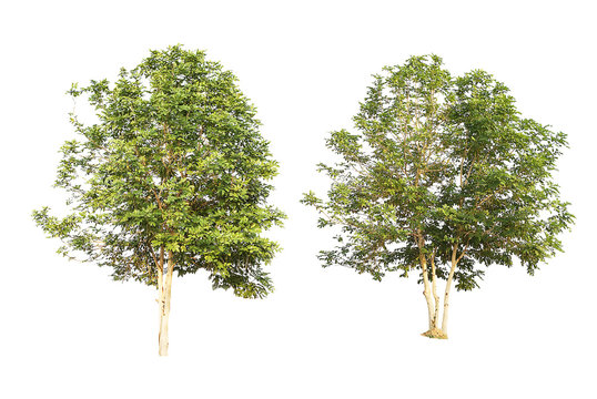 set of two green trees isolated on white background