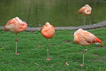 Flamingo with heads tucked in sleeping