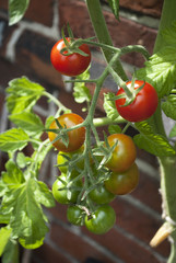 Rote, reife und unreife Tomaten am Strauch, Tomatenplanze