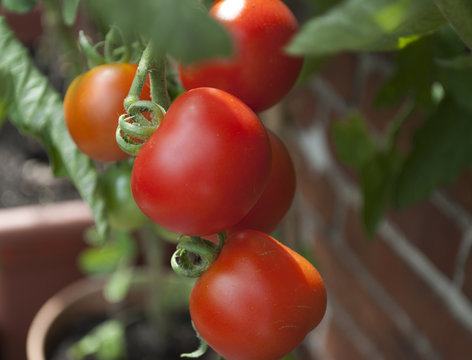 Reife, rote Tomaten, Rispe, Tomatenpflanze