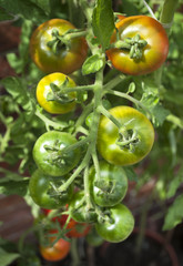 Fototapeta na wymiar Unreife Tomaten am Strauch, Rispe, Tomatenpflanze 