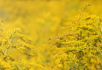 goldrute, goldregen, sommerwiese