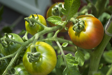 Unreife Tomaten am Strauch, Rispe, Tomatenpflanze