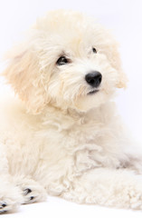 Obraz premium white Poodle. Portrait on a white background