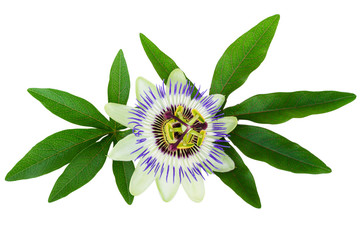 Passion Flower Passiflora isolated clipping path included
