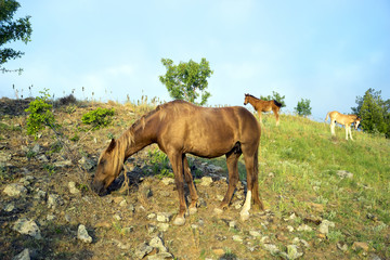 Fototapeta premium Horse and two colts.