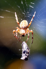 Spinne holt sich eingesponnene Beute näher heran