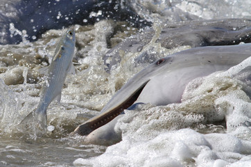 Dolphin Strand Feeding