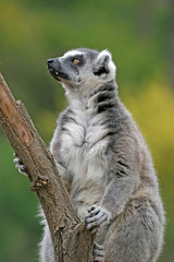 Naklejka na ściany i meble Ring-tailed lemur in a Zoo