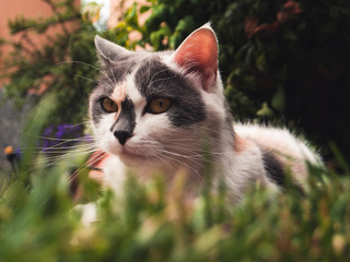 Cat in the garden