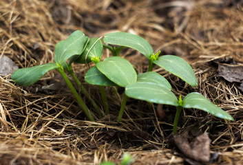 Young shoots of a cucumber.