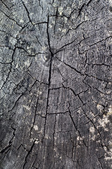 tree rings background