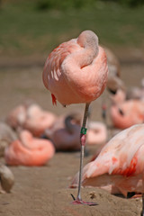 A flamingo with it's head tucked in sleeping