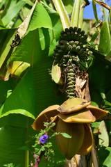 Banana plant, U.K.  A tropical plant fruiting in the sunny corner of a garden.