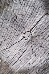 tree rings background