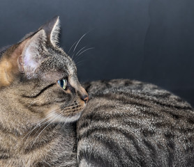 Obraz premium Tiger Katze