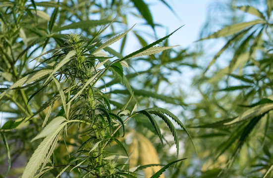 Hanf Cannabis Sativa