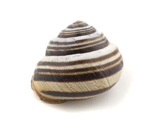 isolated snail shell 