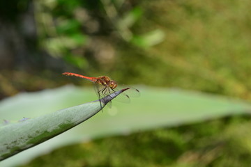 Dragonfly, U.K.  Macro image of an insect on an Agave plant.