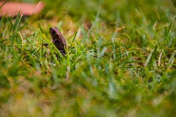 Fototapeta premium Frog and grass