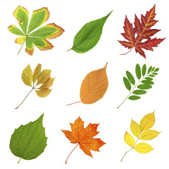 Beautiful autumn and green leaves, isolated on white