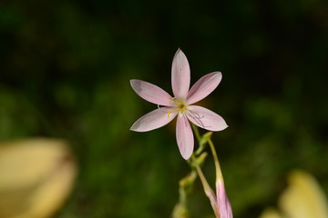 Six petal wildflower, U.K. Macro image of a flower.