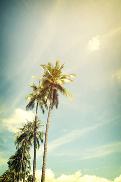 Vintage nature background of coconut palm tree on tropical beach blue sky with sunlight of morning in summer,  retro effect filter