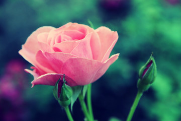 Obraz premium Beautiful pink rose on bright background